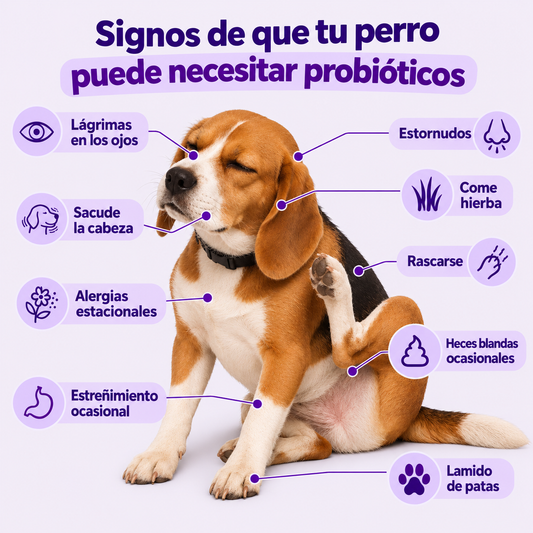 Probiótico para perros