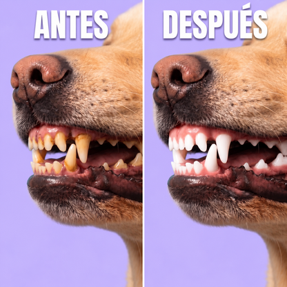 Toallitas dentales para mascotas