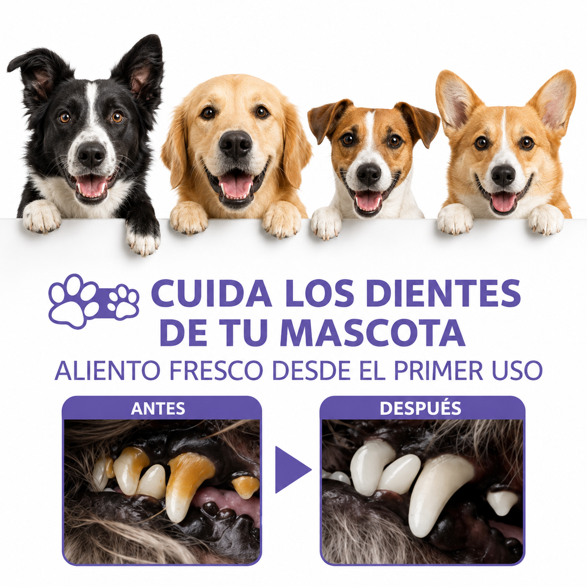 Spray Dental Mascotas